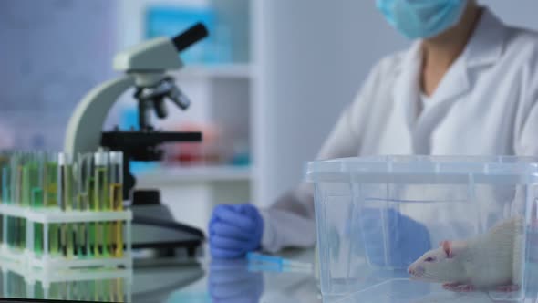 Chemical Expert Filling Syringe With Ampoule Liquid, Medicine Testing on Animals