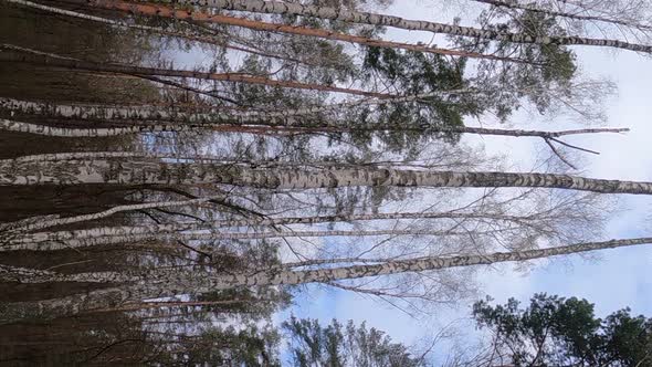 Vertical Video of the Birch Forest with Birches in the Afternoon