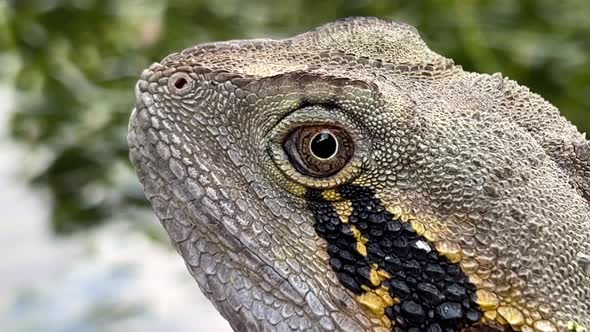 Scaly and spiny crest australian water dragon, intellagama lesueurii alarmed by its surroundings, mo