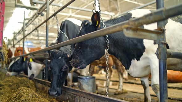 Row of cows feeding in a farm. Fresh hay for cows on the ground in a cowshed.