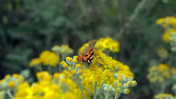 Butterfly Named Vanessa Cardui On Yellow Flowers 2