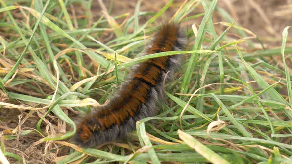 Close up of a Fox Moth caterpillar on thee. Struggling through a patch of grass. Autumn time loads a