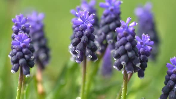 Hyacinth Flowers in Dew Drops on a Background of Green Grass