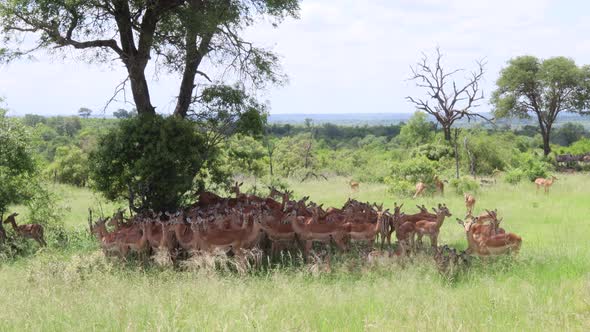 Entire herd of Impala cram into shade of single big tree in Kruger NP