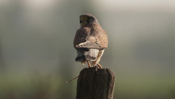 Falcon bird sitting on wooden pole and eating mice, back view