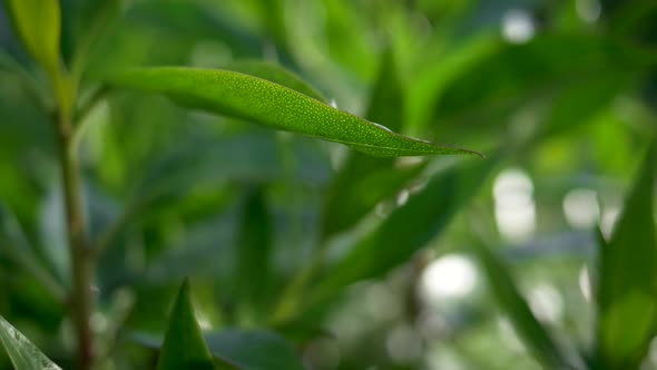 Green Leaf of a Plant Waving Because of Heavy Water Drops Falling From Above. Slow Motion Shot