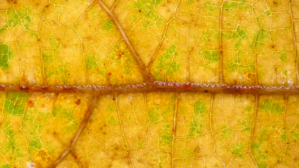 Leaf Analysis