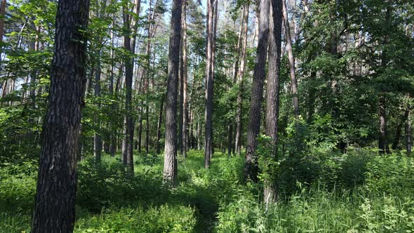 Trees in the Forest By Summer Day