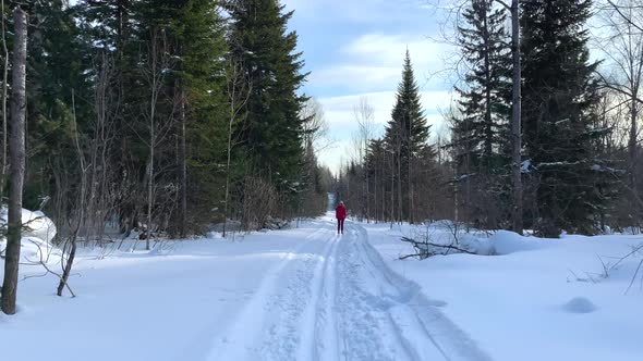 A Walk Through the Winter Forest