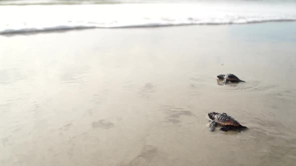 Baby sea turtles making their way to the ocean