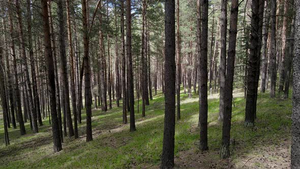 Yellow Pine Forests