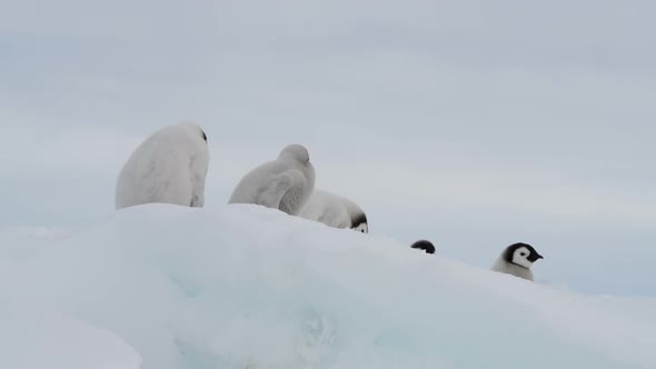 Emperor Penguins Chicks on the Ice in Antarctica