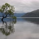 The Most Famous New Zealand Tree - Wanaka Tree - in a Cloudy Day - VideoHive Item for Sale