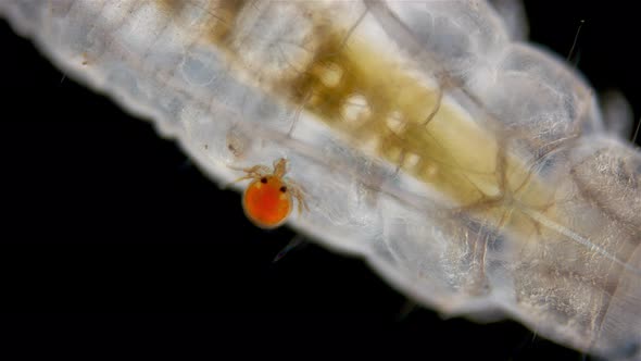 Larva Mite Hydrachnidia and Hydrophilidae Larva Under a Microscope