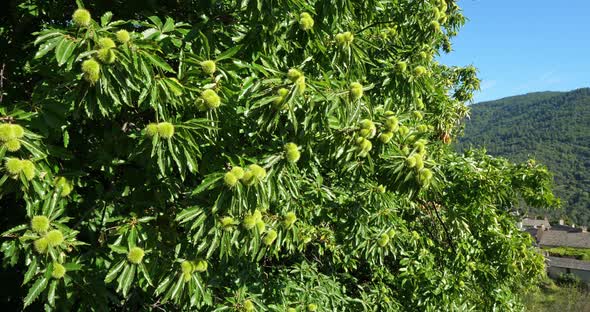 Chestnut tree, Saint Martin de Lansuscle, The Cevennes National park, Lozere department, France