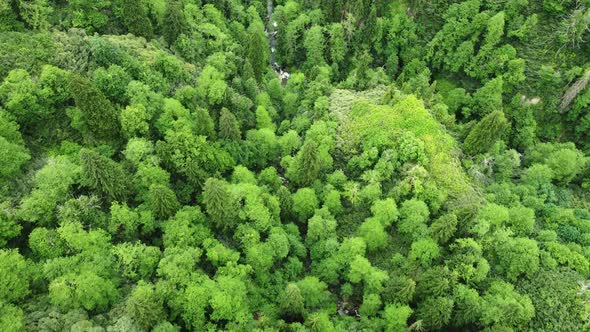 Beautiful Green Forest in Summer Season Nature Aerial Landscape