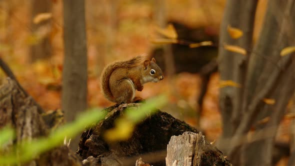 Close up squirrel profile standing on log in natural habitat, autumn forest