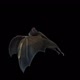Bat Transition Side Full Hd - VideoHive Item for Sale