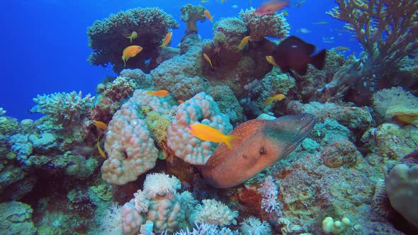 Tropical Sea Reef Moray