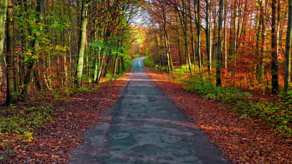 Aerial view of asphalt road through autumn forest in Poland