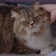 Close up hand of owner is giving the furry cat a massage with love. - VideoHive Item for Sale