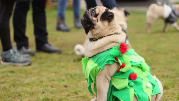 Smart Pug Performing at Dog Show, Sitting and Lying Down on Owner's Command