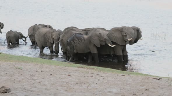 Herd of African elephants drinking at waterhole