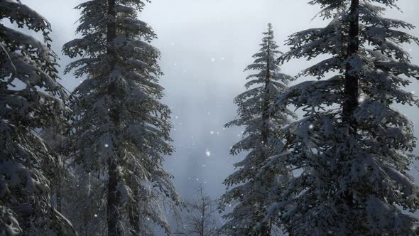 Misty Fog in Pine Forest on Mountain Slopes alt