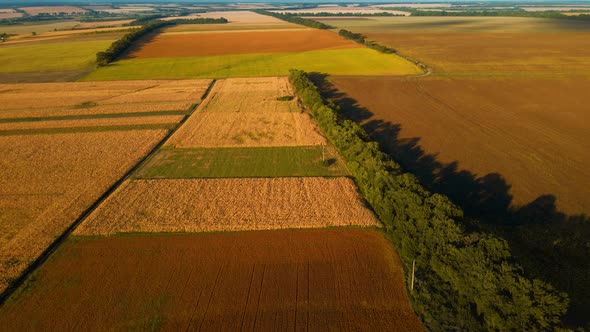 Aerial Footage Top View Over Yellow Fields of Corn Wheat and Sunflower in Ukraine Rural Agricultural