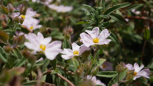 A honey bee flying and feeding on nectar and pollinating pink wild flowers during a California bloom