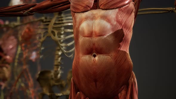 Animated 3D Human Anatomy Illustration alt