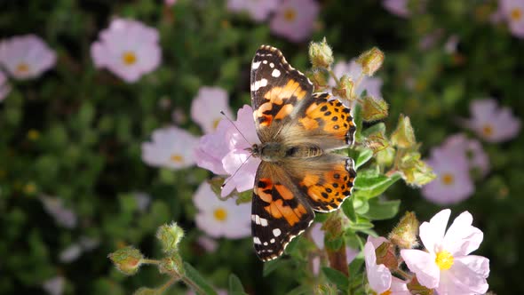 Close up on a painted lady butterfly feeding on nectarand pollinating pink flowers then flying away