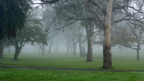 Parkland filled with misty fog on a cold morning. TILT UP SHOT.