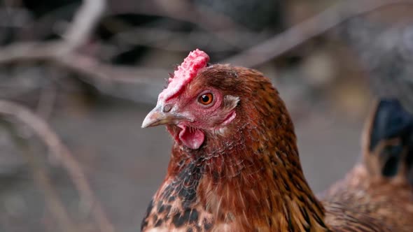 Closeup of a Brown Colored Chicken Head with a Short Comb Blinking in Slow Motion