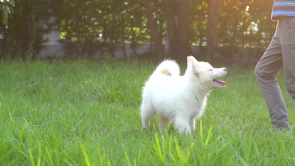 Cute Asian Child Playing With A White Siberian Husky Puppy In The Park