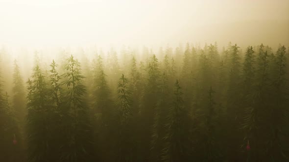 Plantation of Cannabis in Deep Fog