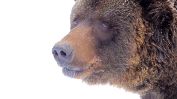 beautiful brown bear in snow in Finland, close-up