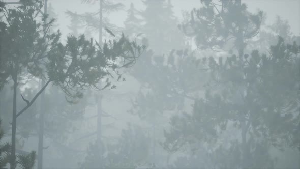 Cloudy Autumn Day in the Pine Forest with Fog