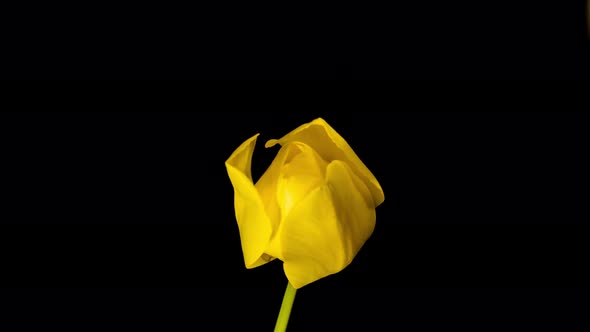 Yellow Tulip On Black Background