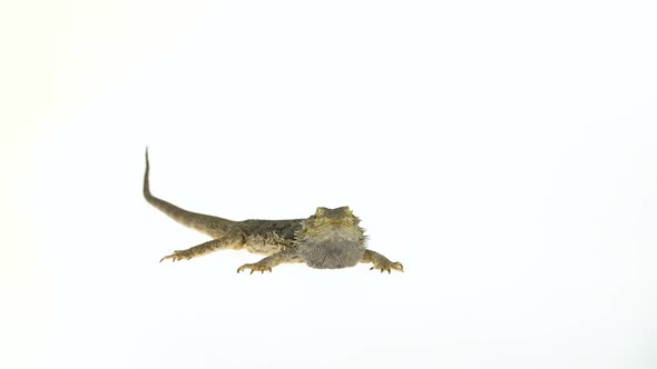 Lizards Bearded Agama or Pogona Vitticeps Isolated at White Background in Studio