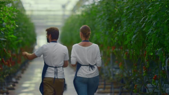 Professional Agronomists Inspecting Green Tomato Plantations in Greenhouse