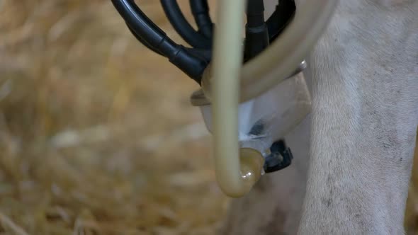 Milking Machine for Cows.