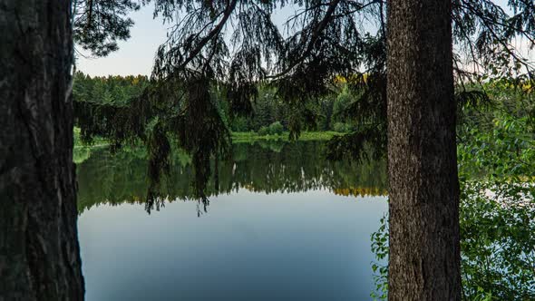 Green Forest. Pine Trees. Camera Movement Inside the Forest. Wonderful Green Forest Over the Lake in