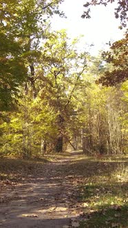 Vertical Video Trees in the Autumn Forest in the Afternoon