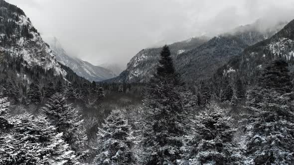 Winter Forest