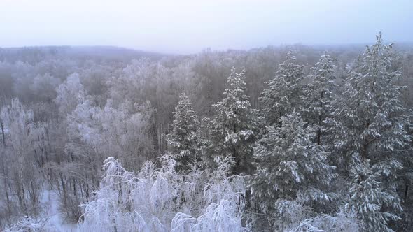 Treetops in the forest