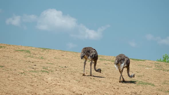 Two Ostriches Foraging Grass Seeds On A Hillside Under The Sun In Anseong Farmland, Gyeonggi-do, Sou