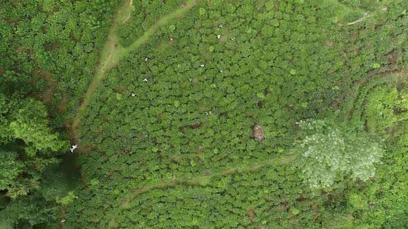 Rising Above Tea Pickers 