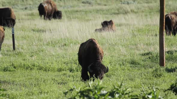American Bison grazing - Badlands National Park - South Dakota.