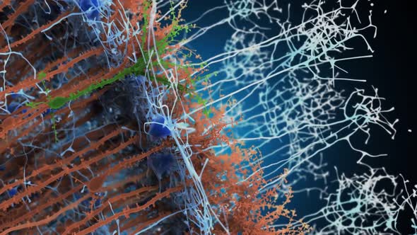 Cellular network within the body. Neuron system alt